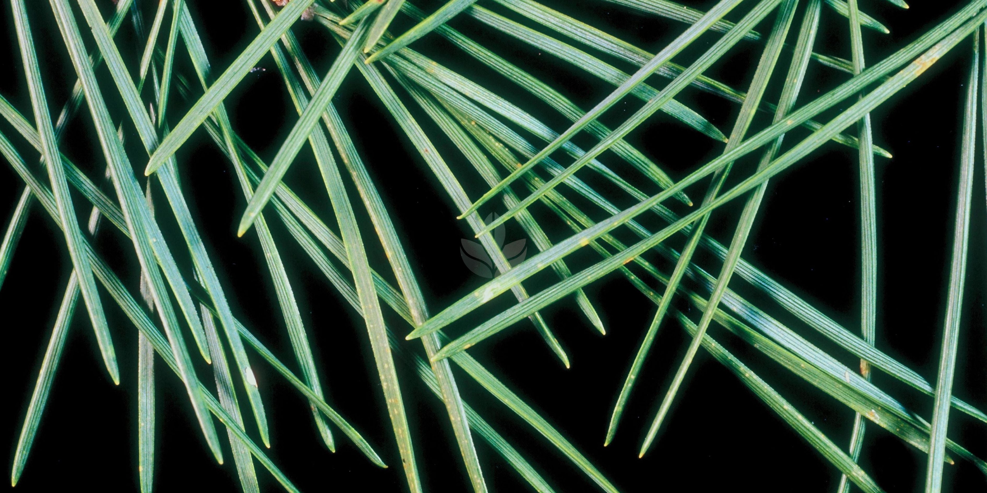 Microagujas cosméticas