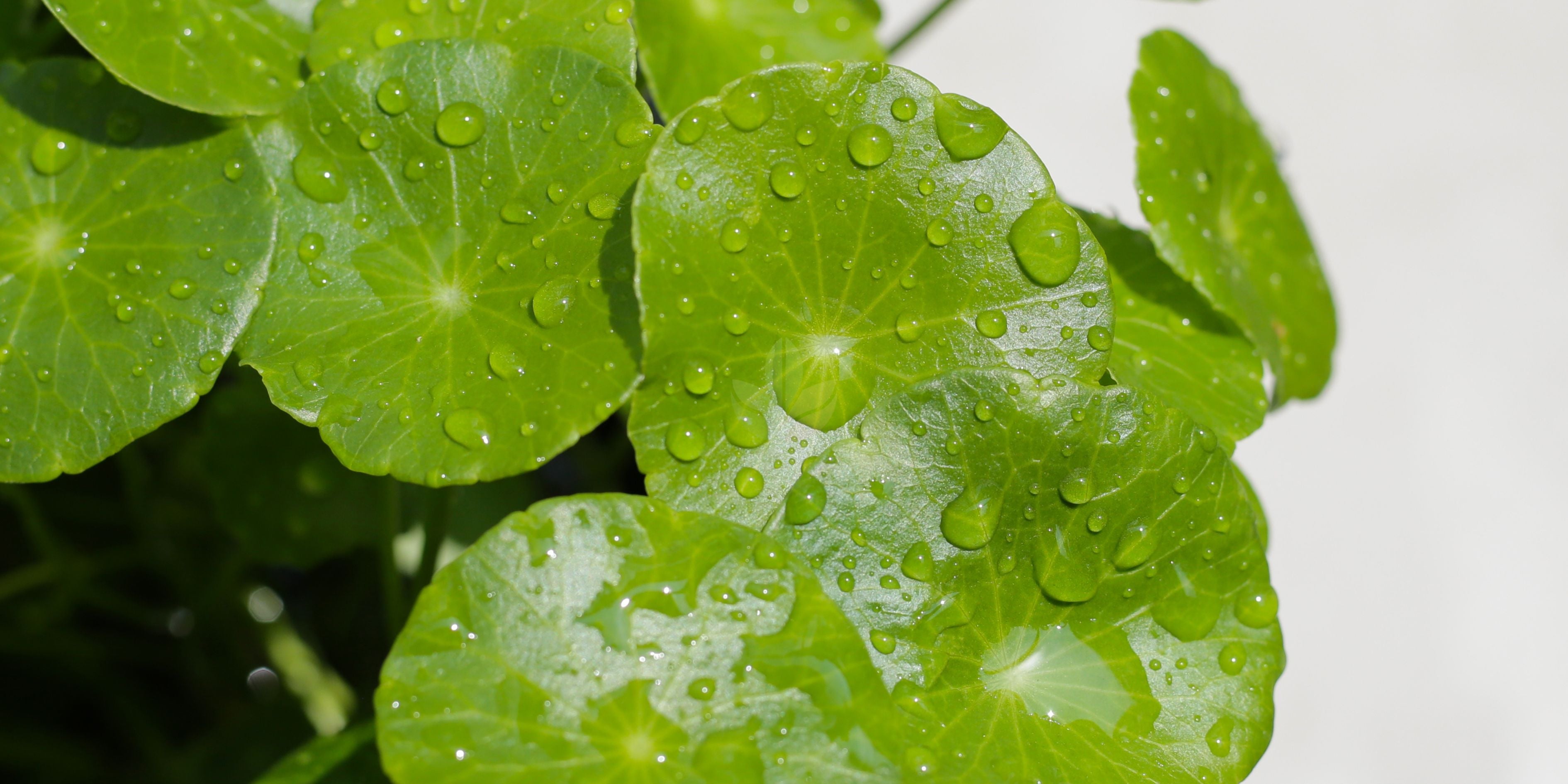 Centella Asiática (Cica)