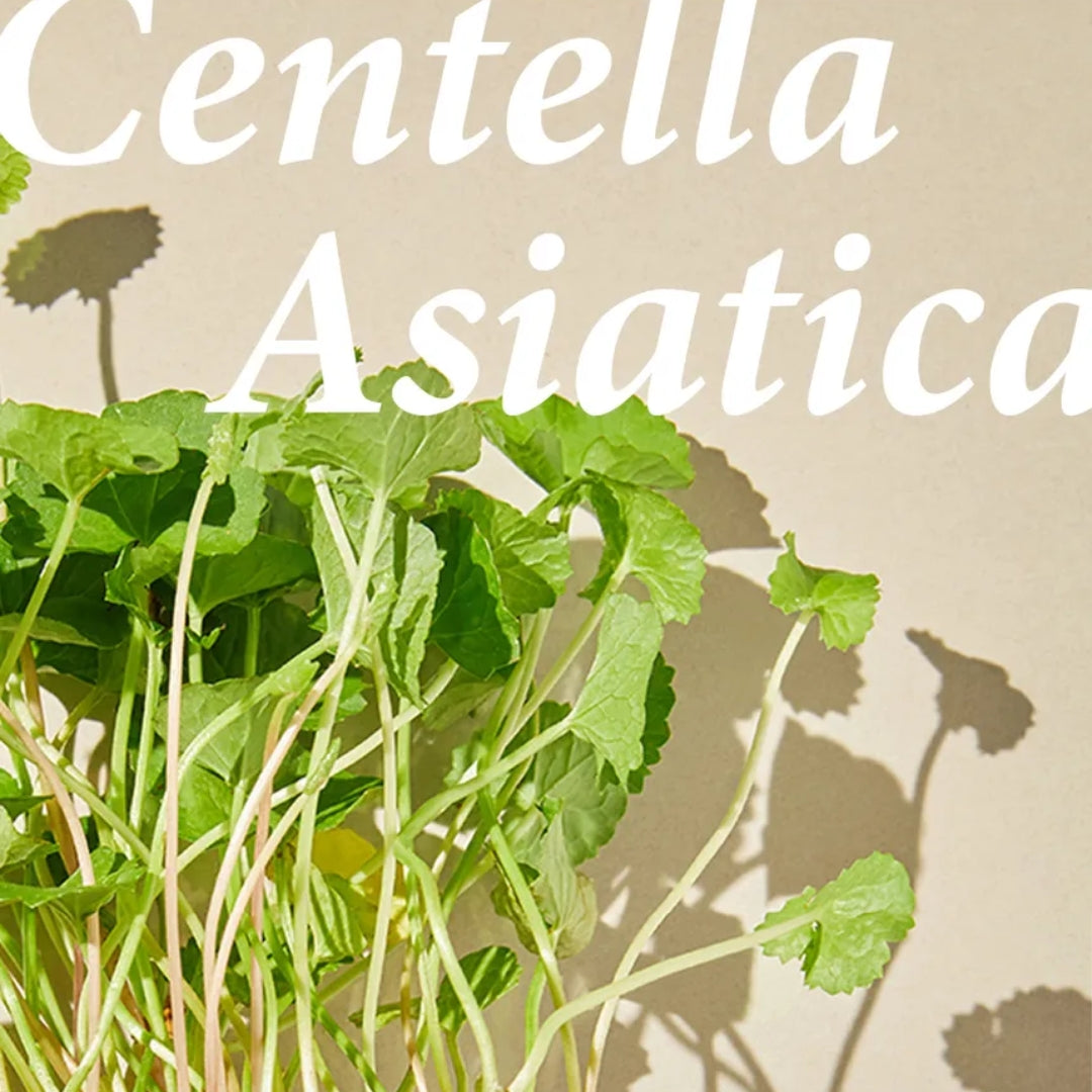 Mixsoon Soondy Centella Asiatica Essence 50ml